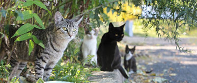 Feral Cat Explosion – What is our responsibility